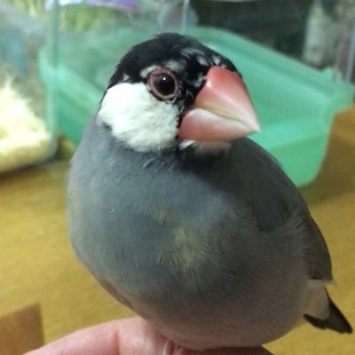 白文鳥ブン太♀(1978年6歳 故) 白文鳥まぁちゃん♂(1994年2月5日8歳 故) 2018年9月生まれの桜文鳥まる♂を2018年10月24日に迎えました。 無言フォロー失礼します。リプ返すの遅くてすみません。