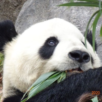 ６０歳を過ぎて、動物園🐼🐵🦁🐺🦍。しっかりハマってしまいました。