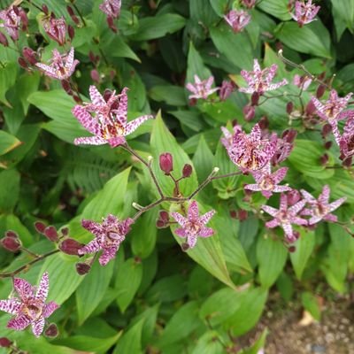 JSBACH18317465's profile picture. 