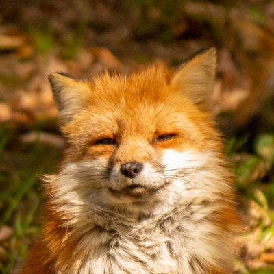 キツネ画像ボット Okitune Fox Twitter キツネ画像ボット Okitune Fox Twitter