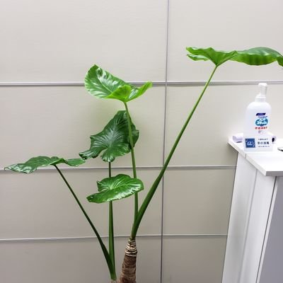 クワズ 手術を経て植え 変わったあたし あたしは自分が今生きているのかも解らない まだ支え無しでは自分の力で立つこともできない あたしは自分の力で根 を生やす事ができるまでは 花瓶に挿されたお花の命のようなものなんだ クワズイモ 根腐れ根っこ クワズ 手術を経て植え 変わったあたし あたしは自分が今生きているのかも解らない まだ支え無しでは自分の力で立つこともできない あたしは自分の力で根 を生やす事ができるまでは 花瓶に挿されたお花の命のようなものなんだ クワズイモ 根腐れ根っこ