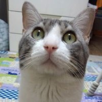 ハッチ@僕だよ (@hatch_0819) 's Twitter Profile