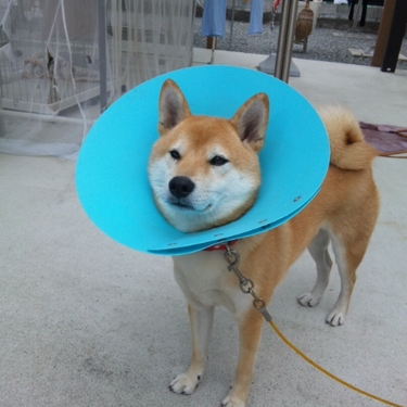 かしおりさんのプロフィール画像