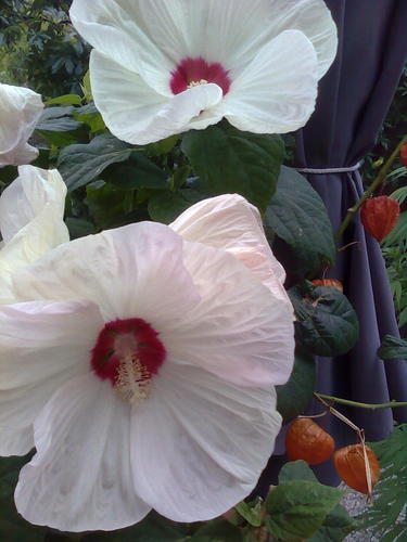 Dottepot's profile picture. supporters van het leven zijn donor !!