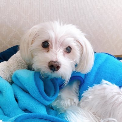 CXr52oZ1q3oqGQ9's profile picture. ただただ好きな人に♡を送るだけの垢