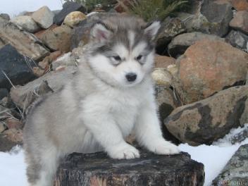 Les races qu'on adore ! 350AlaskanMalamute