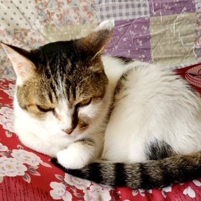 猫好き🎐🍻🐾🥦🍹🌫🦇さんのプロフィール画像
