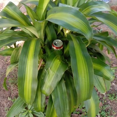 aEmk3EJtPSElFVr's profile picture. mm