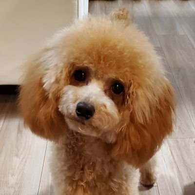 Grand🐶ぽんずのとーちゃんさんのプロフィール画像