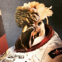 Henry the Rooster(@HenrytheRooste1) 's Twitter Profile Photo