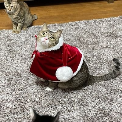 puss726's profile picture. 👿품종묘 산책냥이 반대 애니멀호더 극혐🐾
            👽☠생각없는 남자 혐오😡🤬
😻쉼터봉사 환영😸
 🙏산책(2017.2.21),막내(2019.12.4)🙏 😽푸스.산타.찹.절미.흑미.심바🐱