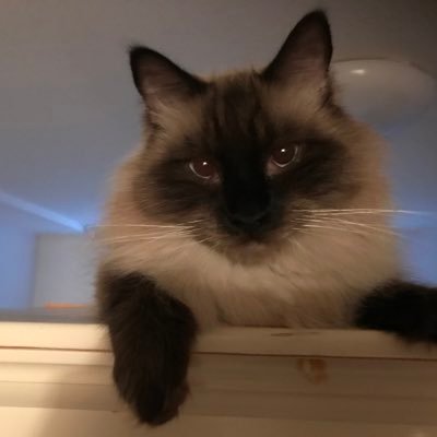 rr9281's profile picture. I block trumpers