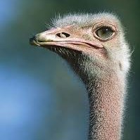 BikZtrutsa's profile picture. jag är en fin person som är cool
