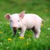 Oink (@so1subqualquer) Twitter profile photo Oink (@so1subqualquer) Twitter profile photo