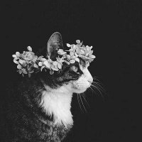 mikechatoran🐈📚 (@mikechatoran) 's Twitter Profile