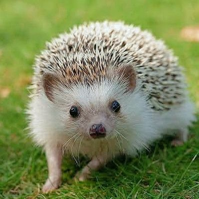 あお🌿さんのプロフィール画像