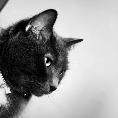 iamkokujin's profile picture. Thinking, asking, living and repeating.