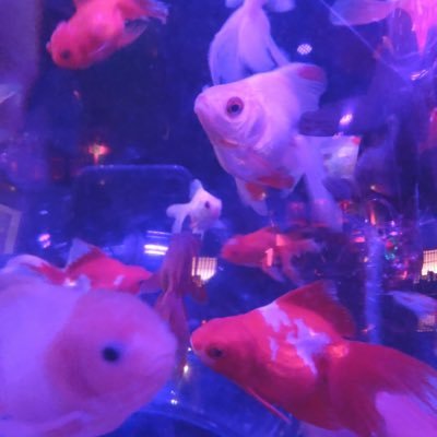 akarinrin1010's profile picture. まだまだSAP見習い/TOEIC勉強中/日経225勉強中