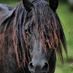 Sugar Lake Arabians (@s_lake_arabians) Twitter profile photo