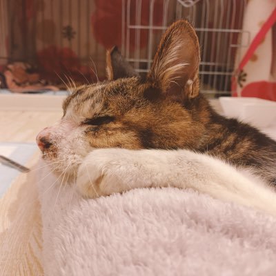 Mariaさんのプロフィール画像