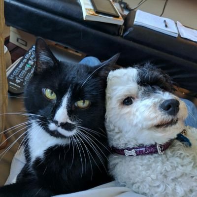 sendmoremascara's profile picture. I love naps, cats, dogs #KCChiefs #Royals Opinions are mine. Misspellings are yours. #Coffee: black. #Beer: yes. #adoptdontshop #fosterrescues