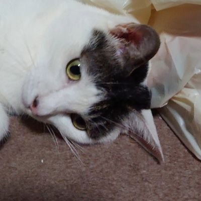 にこみみ Ollyravowvxmlx9 Twitter にこみみ Ollyravowvxmlx9 Twitter