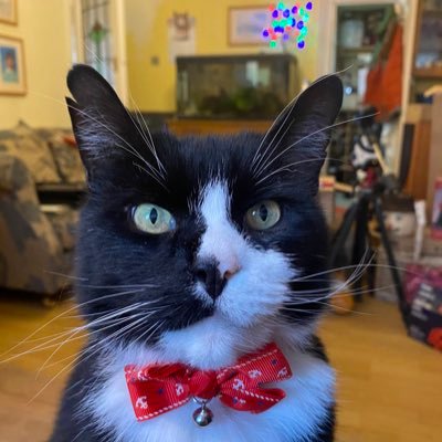 talisman_cat's profile picture. I killedvrodents and defenceless birds when I feel like it. I range between food bowl and sofa. 3/8/09 to 29/10/23. Guinea pig, 🐓 and 🐇 herder.