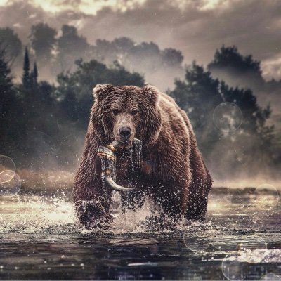 qassem03284283's profile picture. Bear 🔻stocks