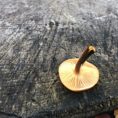 Mushroomer13 Profile Picture