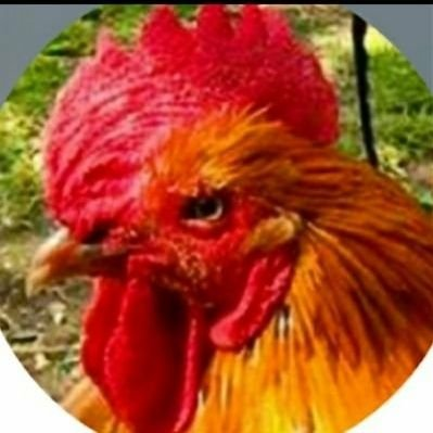 地鶏/あい🐓さんのプロフィール画像