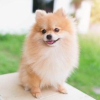 ポメチャン (@sk_20200123) 's Twitter Profile