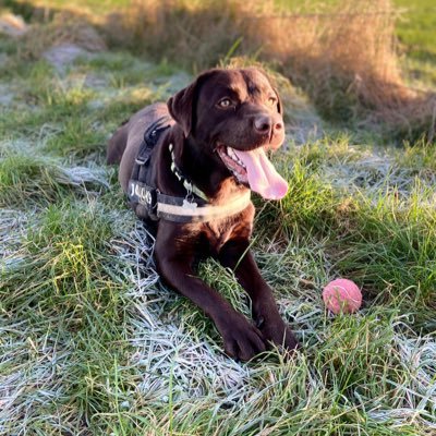 Hi, my name is Nala. I’m a chocolate #Labrador who was born on 12th March 2019 and I’m adopting my nephew Rufus 🐶 who joins us in April24