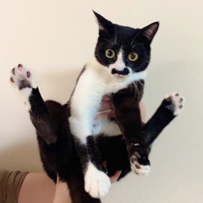 猫のフレディ ウチのボヘミニャン その名もフレディです 生後2ヶ月の女の子です 出会った瞬間 おヒゲがフレディマーキュリー そっくり と思いお名前そのままいただきました フレディマーキュリーさんの様に伝説になるような猫になりたいね