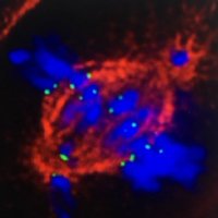Viji Draviam (@draviam_lab) 's Twitter Profile