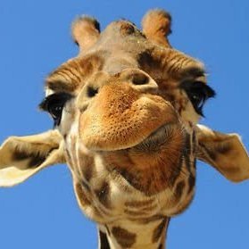 YardenAbra's profile picture. 