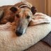 Theo Greyhound ๐๐ (@joannesdavies1) Twitter profile photo Theo Greyhound ๐๐ (@joannesdavies1) Twitter profile photo