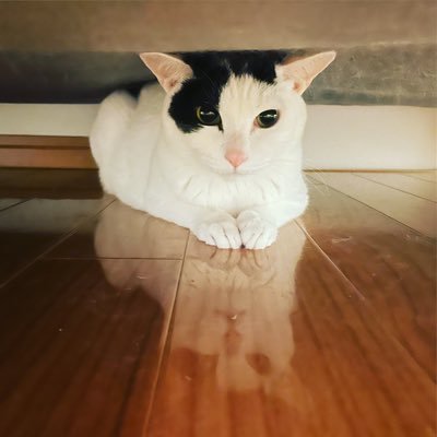 ayamarjyoram's profile picture. 猫派　占い🔮タロット　車大好き