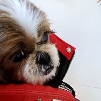 ダイノジ (@inko_p) 's Twitter Profile