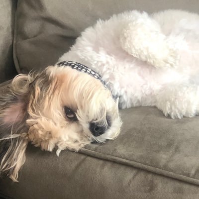 BGruetChenicek's profile picture. You can't scare me, I have seen it all.