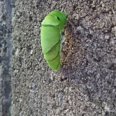 CnJtC1LLScQivDZ's profile picture. ハム垢/社会福祉士/無言フォロー失礼します/フォロバはしたりしなかったり/ド低能係長/匿名希望/アラフォー⁉️/母なる大地三重県産/コンクリートジャングル在住/血圧とメンタルに問題のある汗かきウ●コデブ
