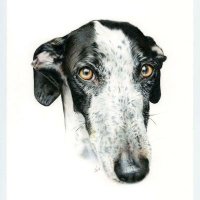 🐾🐾Porque Yo Lo Galgo🐾🐾 (@yologalgo5118) 's Twitter Profile