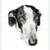 🐾🐾Porque Yo Lo Galgo🐾🐾 (@yologalgo5118) Twitter profile photo 🐾🐾Porque Yo Lo Galgo🐾🐾 (@yologalgo5118) Twitter profile photo