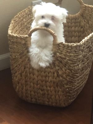 PavanMorishetty's profile picture. Investing.