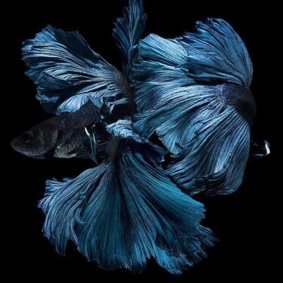 AlghamdiMuneera's profile picture. اللهم اني اعوذ بك من زوال نعمتك