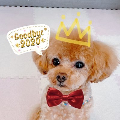 🔔タイニープードル🐩♂(3歳) 3.14生まれ