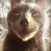 Moomii 🐈⬛ 💛 (@moomii_moo) Twitter profile photo Moomii 🐈⬛ 💛 (@moomii_moo) Twitter profile photo