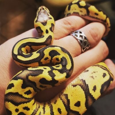 American Viking owned and operated breeder business, ball pythons, crested geckos.

https://t.co/vx6y1wffoF