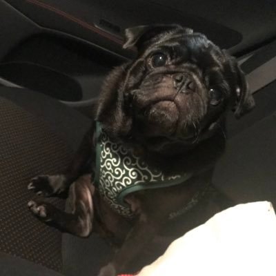 黒パグの女の子、ガルシア(8歳)です🐶 鼻ぺちゃ大好きな飼い主がガルの日常を綴ります😚
