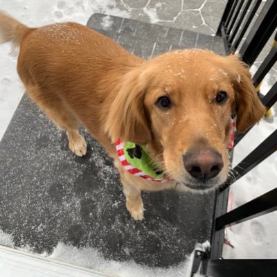 Petite Golden Retriever. Extreme fluffy butt wiggler. Tennis ball lover. 🎾