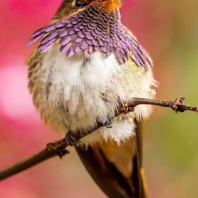 MaNandar20's profile picture. Good Morning?